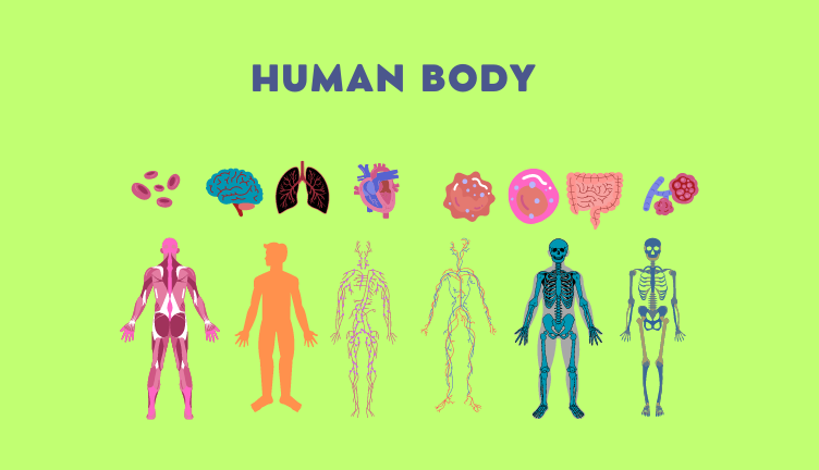 Human Body: A Symphony of Wonders