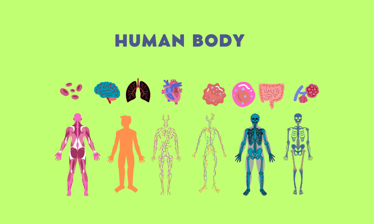 human body